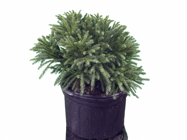 Japanese Cedar 'Globosa Nana'