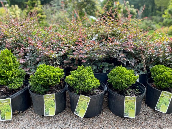 ‘Dragon Warrior’ Cryptomeria