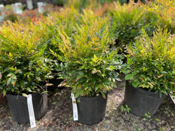 ‘Gulf Stream’ Nandina - Image 2