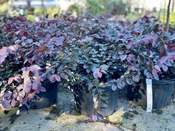 purple leaf