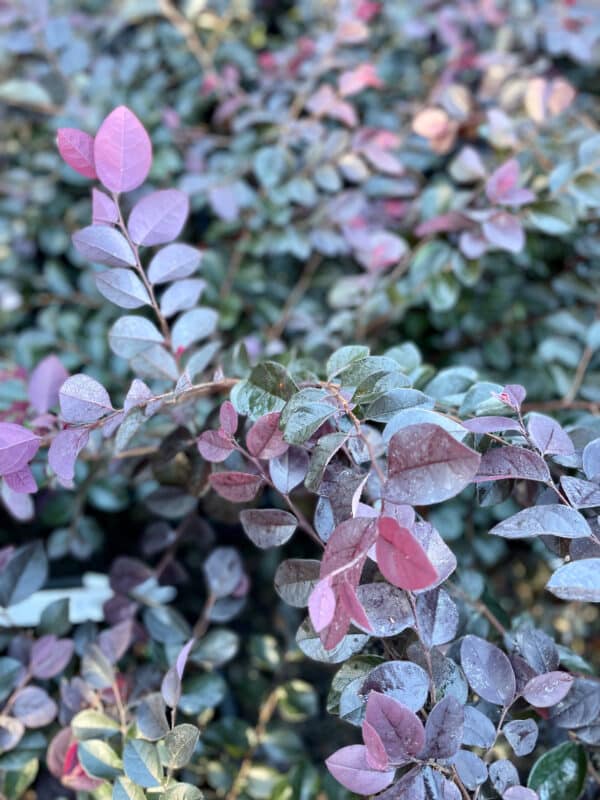 ‘Darkfire’ Loropetalum - Image 2