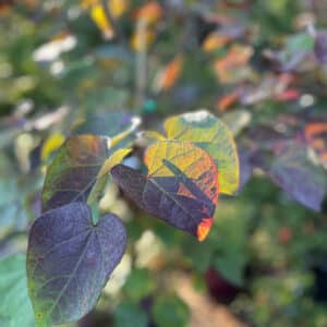 sun light leaf - gardensupplyco