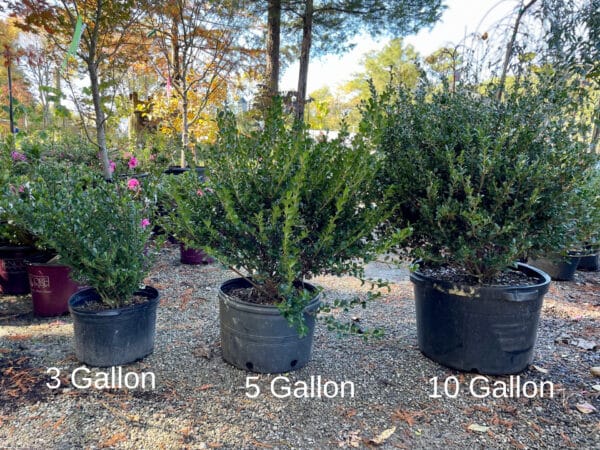 Holly 'Compacta'