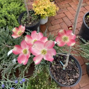 Cherokee Brave Dogwood