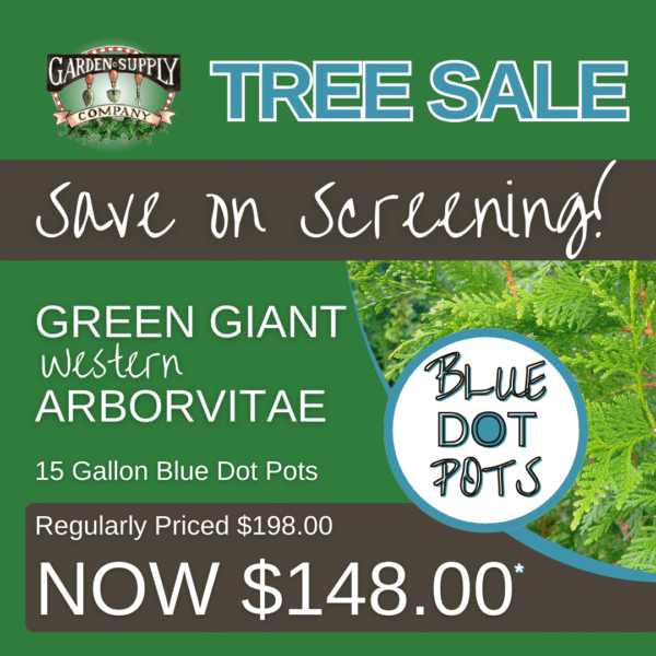 Arborvitae 'Green Giant'