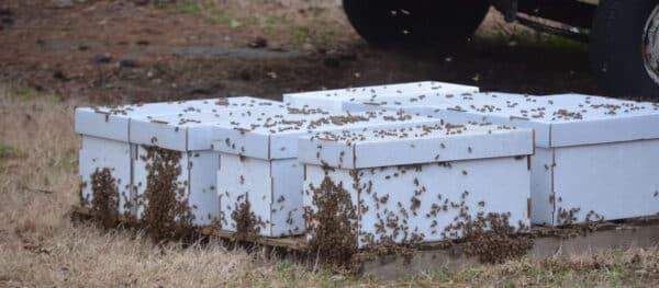 Honey Bee Nucleus Colonies - Image 2