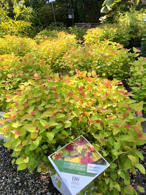 Spirea 'Candy Corn'