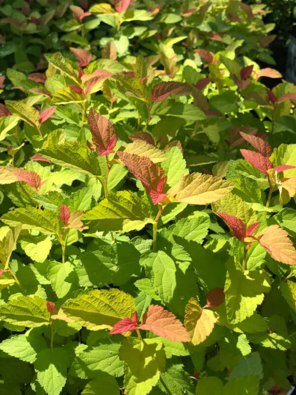 Spirea 'Candy Corn' - Image 2