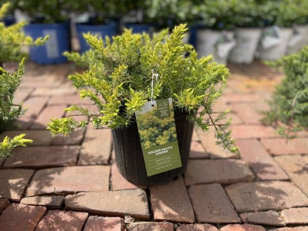 Juniper 'Golden Pacific'