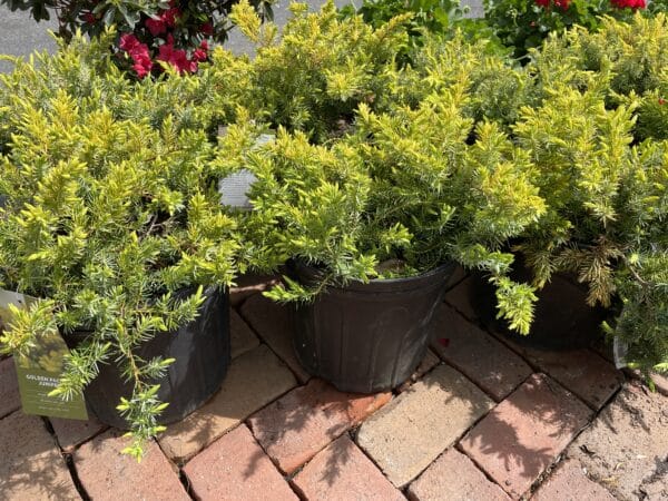 Juniper 'Golden Pacific' - Image 2