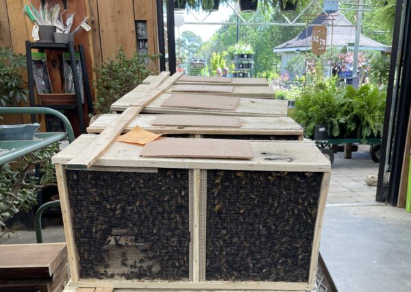3lb Package Bees - Image 2