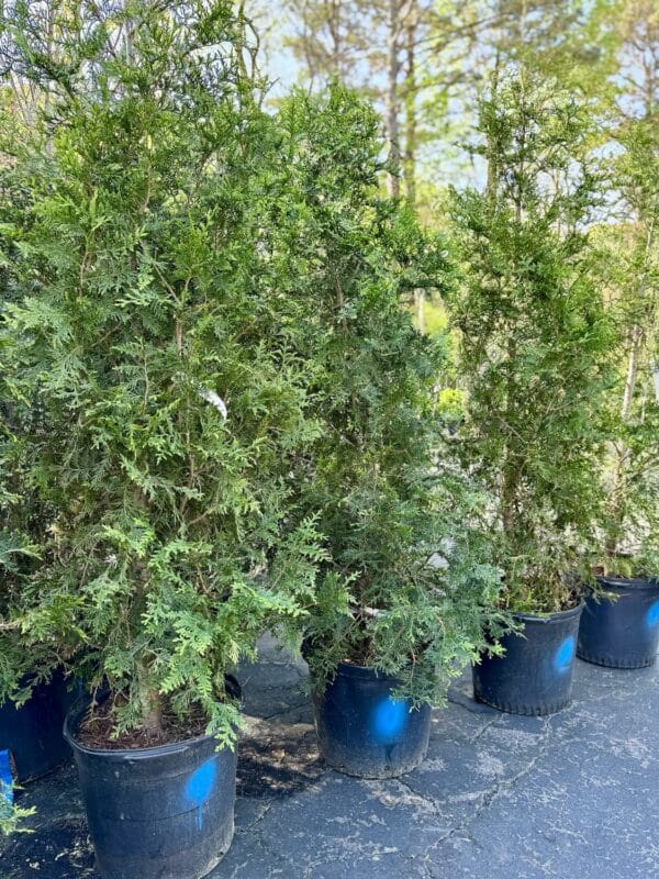 Arborvitae 'Green Giant' - Image 2