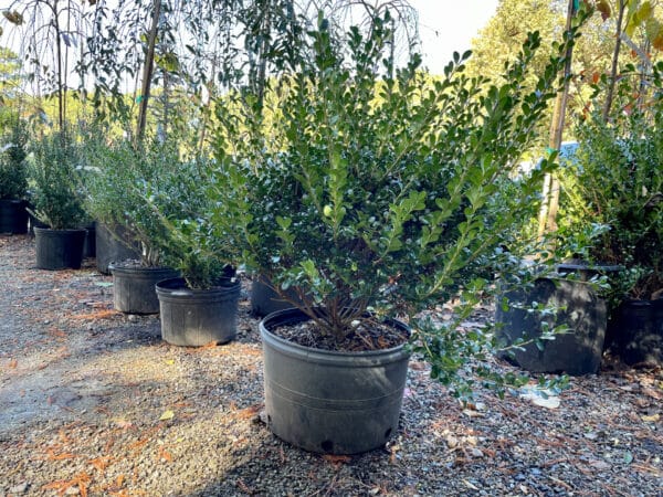 Holly 'Compacta' - Image 2