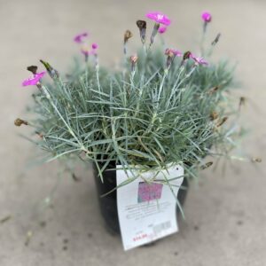 Dianthus 'Firewitch'