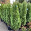 Arborvitae 'Emerald Green'