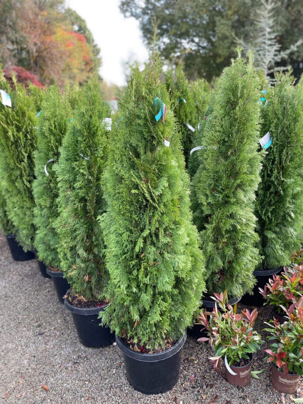 Arborvitae 'Emerald Green'