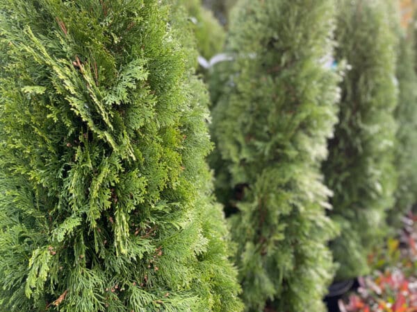 Arborvitae 'Emerald Green' 10/15 - Image 3