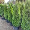 Arborvitae 'Emerald Green' 2