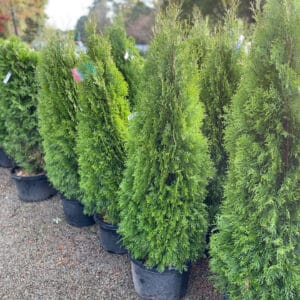 Arborvitae 'Emerald Green' 2