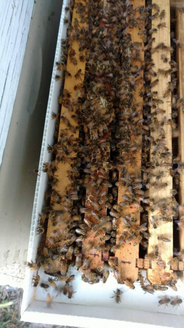 Honey Bee Nucleus Colonies - Image 3