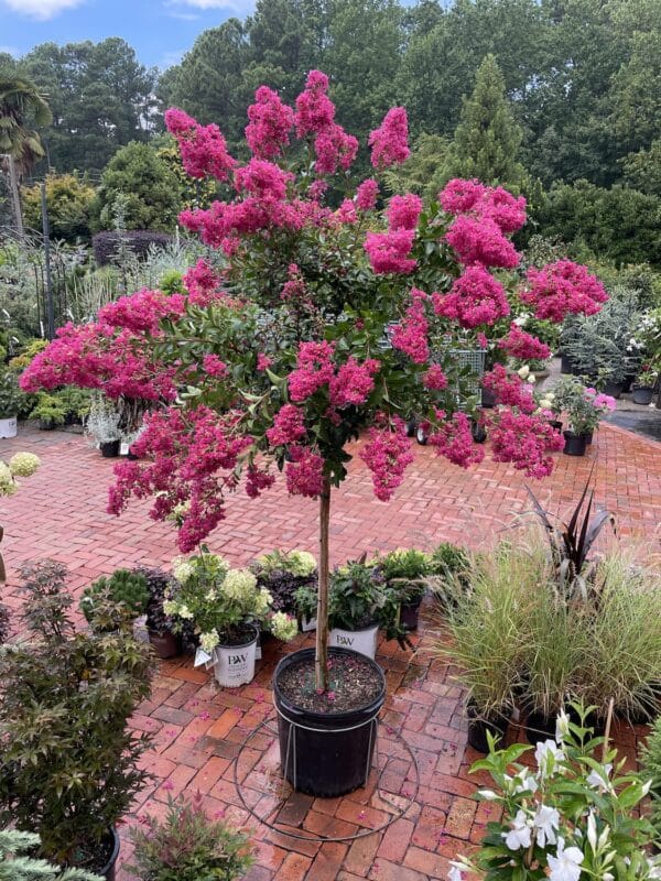 Crape Myrtle Tonto #15 PT