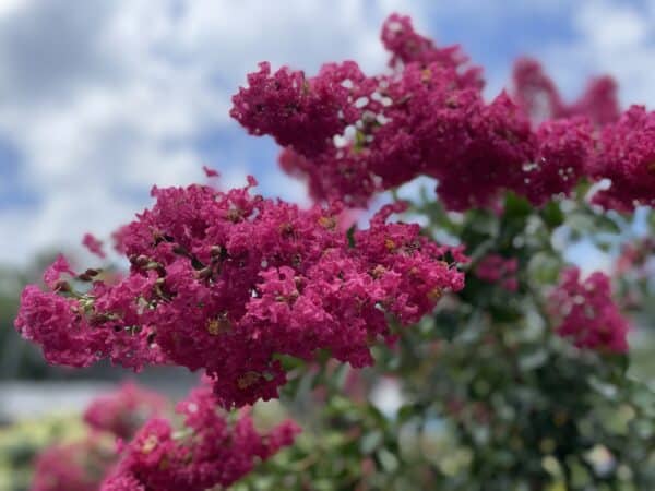 Crape Myrtle Tonto #15 PT - Image 2