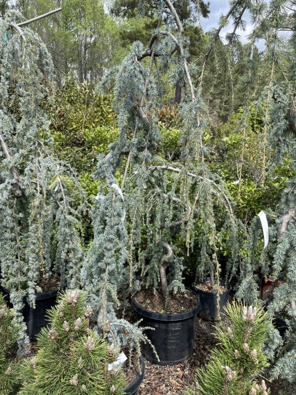 Blue Atlas Weeping Cedar (serp) - Image 3