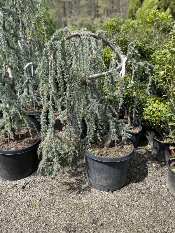 Blue Atlas Weeping Cedar (serp)