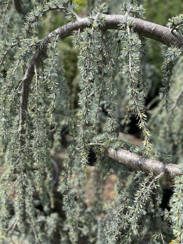 Blue Atlas Weeping Cedar (serp) - Image 2