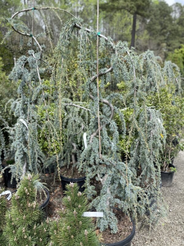 Blue Atlas Weeping Cedar (serp) - Image 4