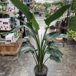 14" White Bird of Paradise