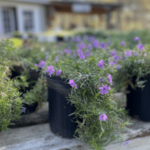 Creeping Phlox Emerald Blue 3Q