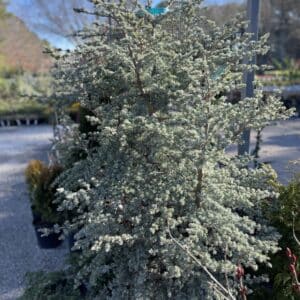 trees and shrubs