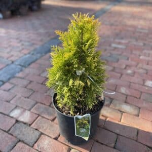 Arborvitae Forever Goldy#3