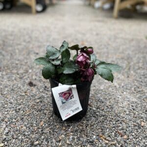 Hellebore IceRoses Nightinga#1