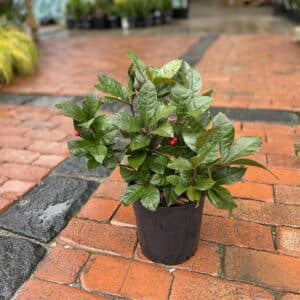 Green Ardisia #1