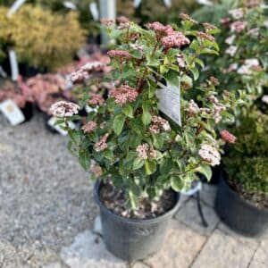Viburnum Shades of Pink #3