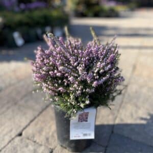 Erica Mediterranea Pink #1
