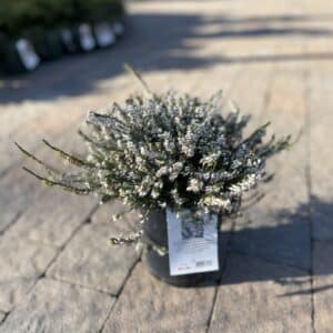 Erica Mediterranea White #1