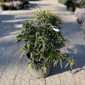 Pieris Temple Bells #3