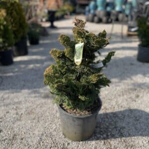 Cypress Dwarf Hinoki #5/7