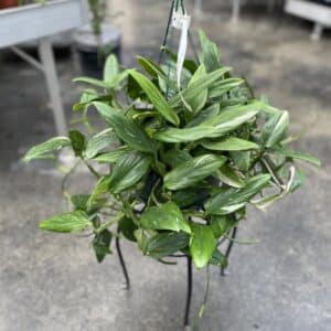 8" Monstera Standleyana Albo - Hanging Basket