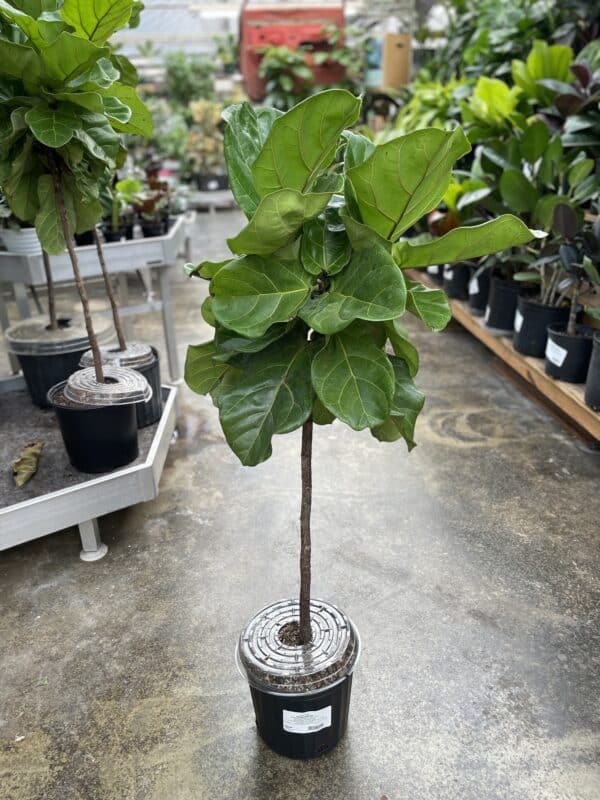 10" Ficus Lyrata Standard Form