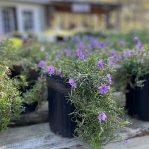Creeping Phlox Purple Beauty #1
