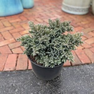 Juniper Blue Star #3