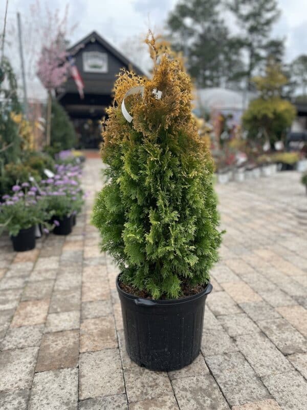 Arborvitae Amber Gold #7