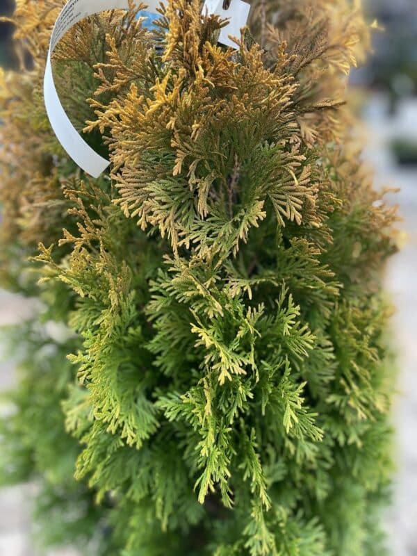 Arborvitae Amber Gold #7 - Image 2