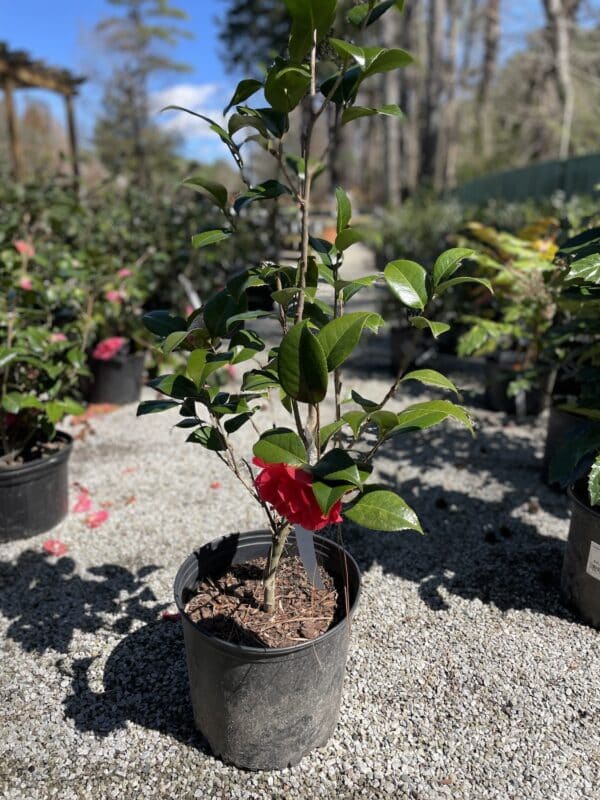 Camellia japonica Kramers Supreme#3