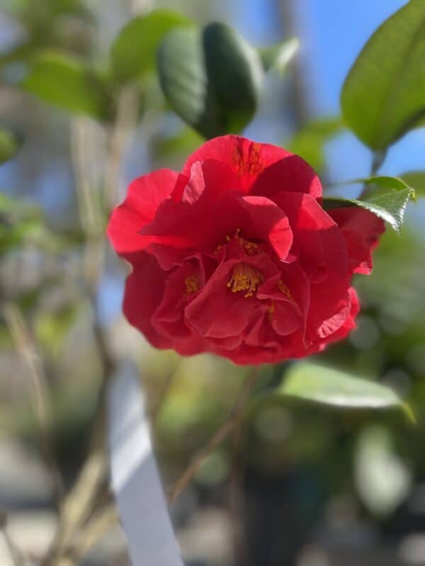 Camellia japonica Kramers Supreme#3 - Image 2