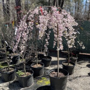 Weeping Cherry Pink Cascade 15